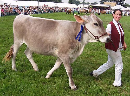 Brown Swiss cattle